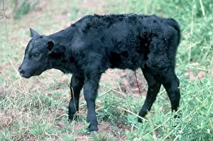 Angus: Calf