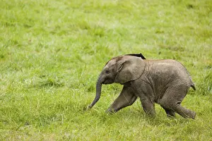 Elephantidae: 4 months old African baby elephant (Loxodonta africana)