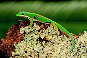 Phelsuma: 4 Spot Day Gecko, Phelsuma quadriocellata
