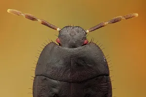 Found: 4th or 5th stadium larva of Cydnus aterrimus (Cy