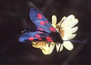 Burnet: 5 SPOT BURNET MOTH