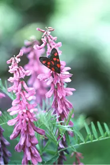 Spots: 5-SPOT BURNET MOTH