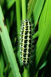 Zygaena: 5-spot Burnet Moth - catapillar / larvae stage