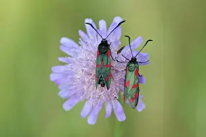 Zygaena: 6-spot Burnet - two insects resting on scabious flower