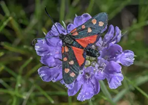 Bob Gibbons: A 6-spot Burnet Moth, Zygaena on Grass Leaved Sc