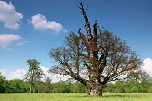 Robur: 650 years old English oak (Quercus robur), blooming