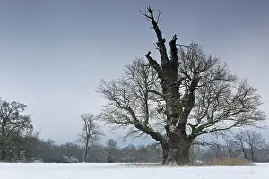 Robur: 650 years old English oak (Quercus robur) in winter