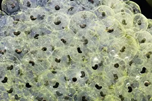 35mm: 7 day old Frogspawn of common frog - 0.5 x at 35mm