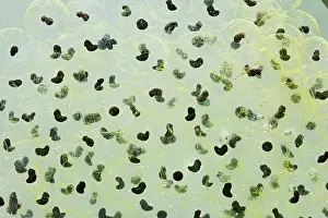 35mm: 7 day old Frogspawn of common frog - 0.5 x at 35mm