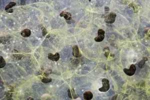 35mm: 7 day old Frogspawn of common frog - 1 x at 35mm