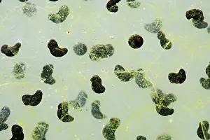 35mm: 7 day old Frogspawn of common frog - 1 x at 35mm