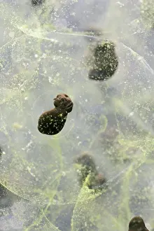 35mm: 7 day old Frogspawn of common frog - 2 x at 35mm