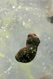 35mm: 7 day old Frogspawn of common frog - 4 x at 35mm