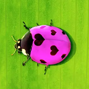 Ladybirds: 7-spot Ladybird