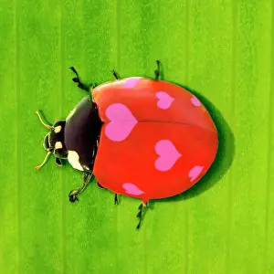 Ladybirds: 7-spot Ladybird