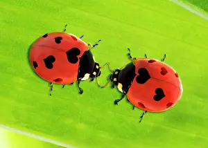 Ladybirds: 7-spot Ladybird