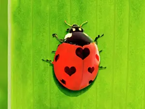 Ladybirds: 7-spot Ladybird