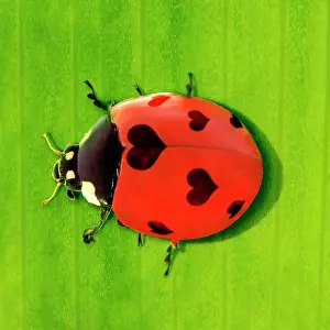 Ladybirds: 7-spot Ladybird