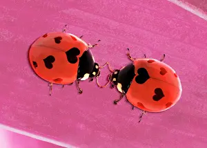 Ladybirds: 7-spot Ladybird