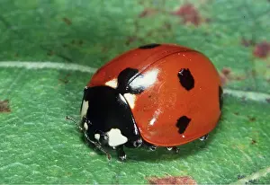 Pascal Goetgheluck: 7-SPOT LADYBIRD