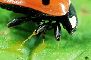 Punctata: 7-Spot Ladybird - autobleeding