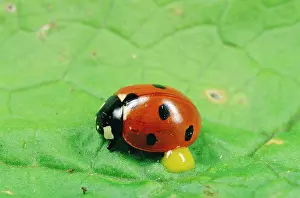 Punctata: 7-Spot LADYBIRD - autobleeding