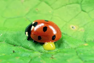Punctata: 7-spot Ladybird - autobleeding