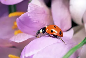 Crocuses: 7-spot Ladybird - crawling over Crocus