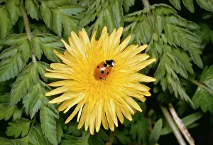 Punctata: 7-Spot Ladybird - On Dandelion flower