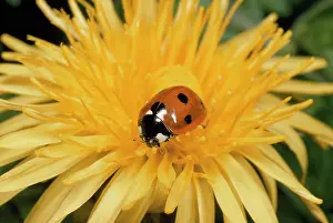 Punctata: 7-spot Ladybird - on dandelion flower