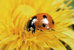Punctata: 7-SPOT LADYBIRD - on Dandelion flower