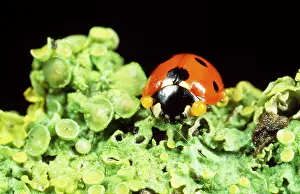 Autobleeding: 7-spot Ladybird - defensive autobleeding