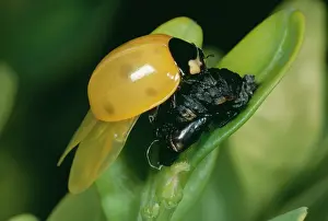 Septempunctata: 7-Spot Ladybird - emerging from pupae