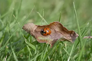 Fallen: 7-spot Ladybird on fallen leaf - Norfolk UK