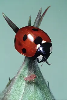 Pascal Goetgheluck: 7-SPOT LADYBIRD - feeding on aphids
