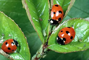 Punctata: 7-spot ladybird - feeding on aphids / greenfly