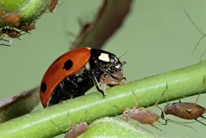 Septempunctata: 7-SPOT LADYBIRD - feeding on Greenfly