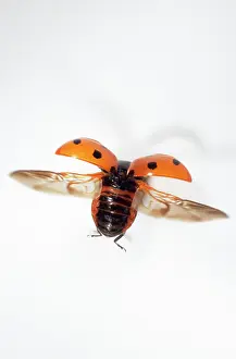 Punctata: 7-spot Ladybird - In flight