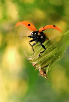 Septempunctata: 7-Spot LADYBIRD - in flight, landing by flower