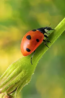Septempunctata: 7-Spot LADYBIRD - on flower