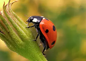 Septempunctata: 7-Spot LADYBIRD - on flower