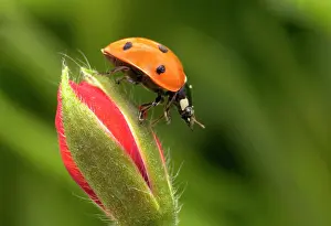 Septempunctata: 7-Spot LADYBIRD - on flower