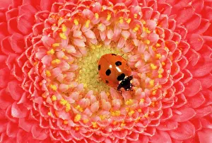 Feature Idea - Patterns In Nature: 7-spot ladybird - on flower