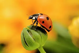 Ladybird: 7-Spot LADYBIRD - on flower bud