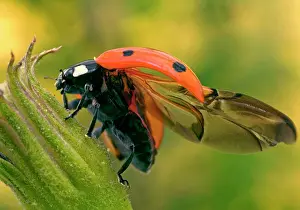 Ladybirds: 7-Spot Ladybird - On flower with open wings