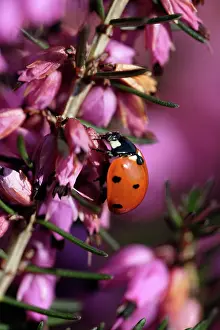 Heathers: 7-Spot Ladybird - on heather blossom