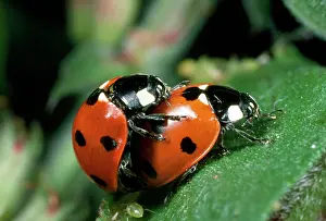 Punctata: 7-spot Ladybird - mating pair