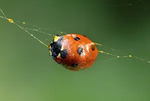 Wrapping: 7-spot Ladybird - in spider web autobleeding