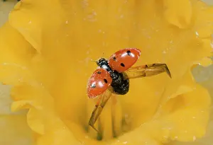 Punctata: 7-spot Ladybird - unfurling wings