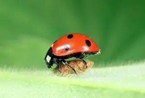 Punctata: 7-Spot Ladybird on wasp parasite pupa